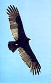 Vulture pic!