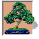 Bonsai